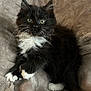 Charlie Moon is registered to the contest to win money with this photo: kitten, cat, black_and_white, whiskers, fluffy, pet, animal, cute, feline, young, soft_blanket, resting, indoor, close_up, fur, paw, alert, small, domestic_animal, cozy