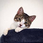 Ivie is registered to the contest to win money with this photo: cat, tabby, pet, animal, cute, curious, paws, whiskers, ears, green_eyes, feline, soft_texture, blanket, indoor, portrait, closeup, young_cat, resting, looking, adorable