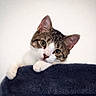 cat, tabby, pet, animal, cute, curious, paws, whiskers, ears, green_eyes, feline, soft_texture, blanket, indoor, portrait, closeup, young_cat, resting, looking, adorable