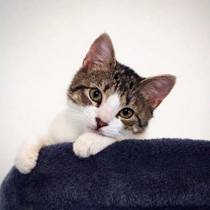 Ivie is registered to the contest to win money with this photo: cat, tabby, pet, animal, cute, curious, paws, whiskers, ears, green_eyes, feline, soft_texture, blanket, indoor, portrait, closeup, young_cat, resting, looking, adorable