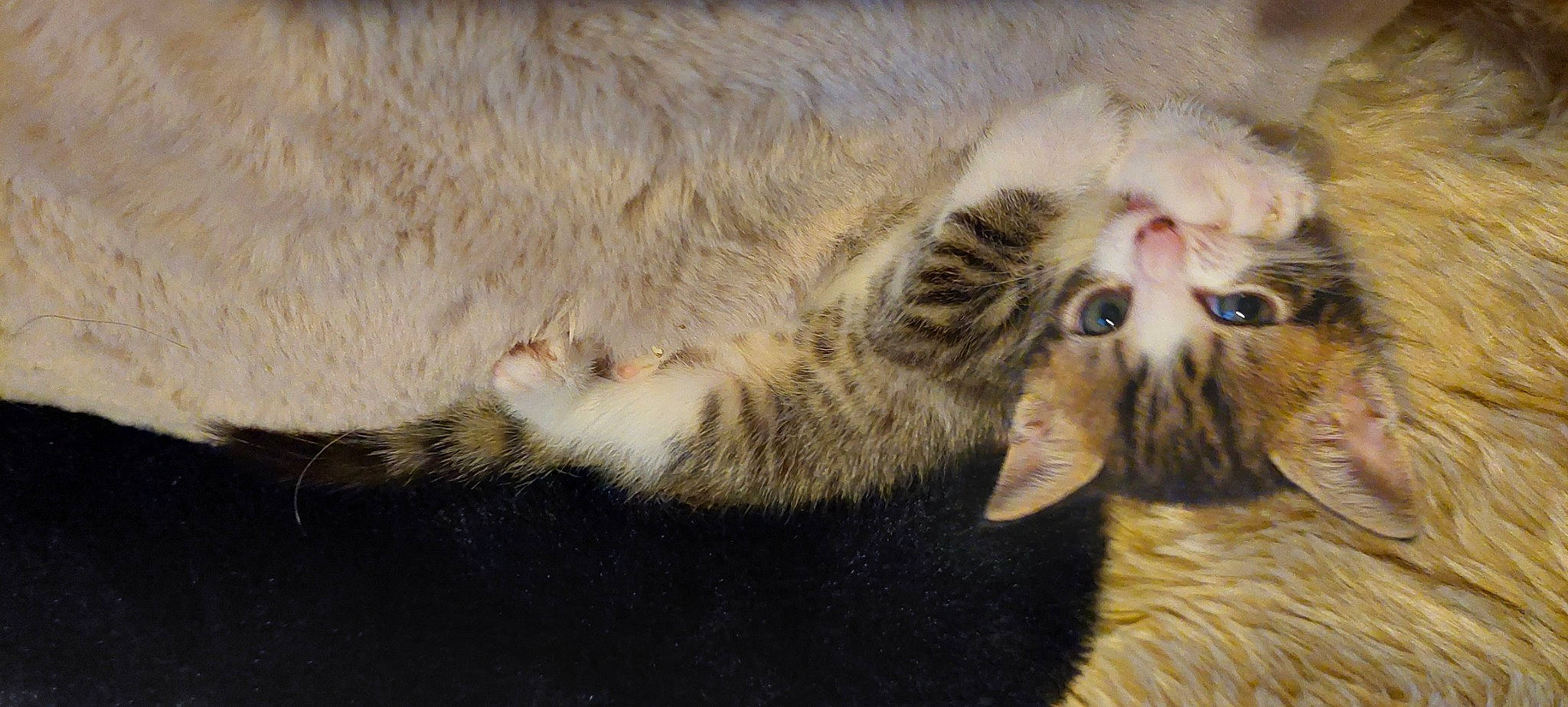 Timy participe au concours pour gagner de l'argent avec cette photo : carnivore, cat, claw, close_up, comfort, domestic_short_haired_cat, felidae, fur, paw, small_to_medium_sized_cats, snout, tail, terrestrial_animal, whiskers