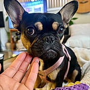 Lillian Maykel is registered to the contest to win money with this photo: dog, pet, indoor, close_up, black_and_tan, large_ears, pink_harness, hand, petting, toy, purple_toy, living_room, guitar, television, couch, blanket, curious, calm, cozy, furniture