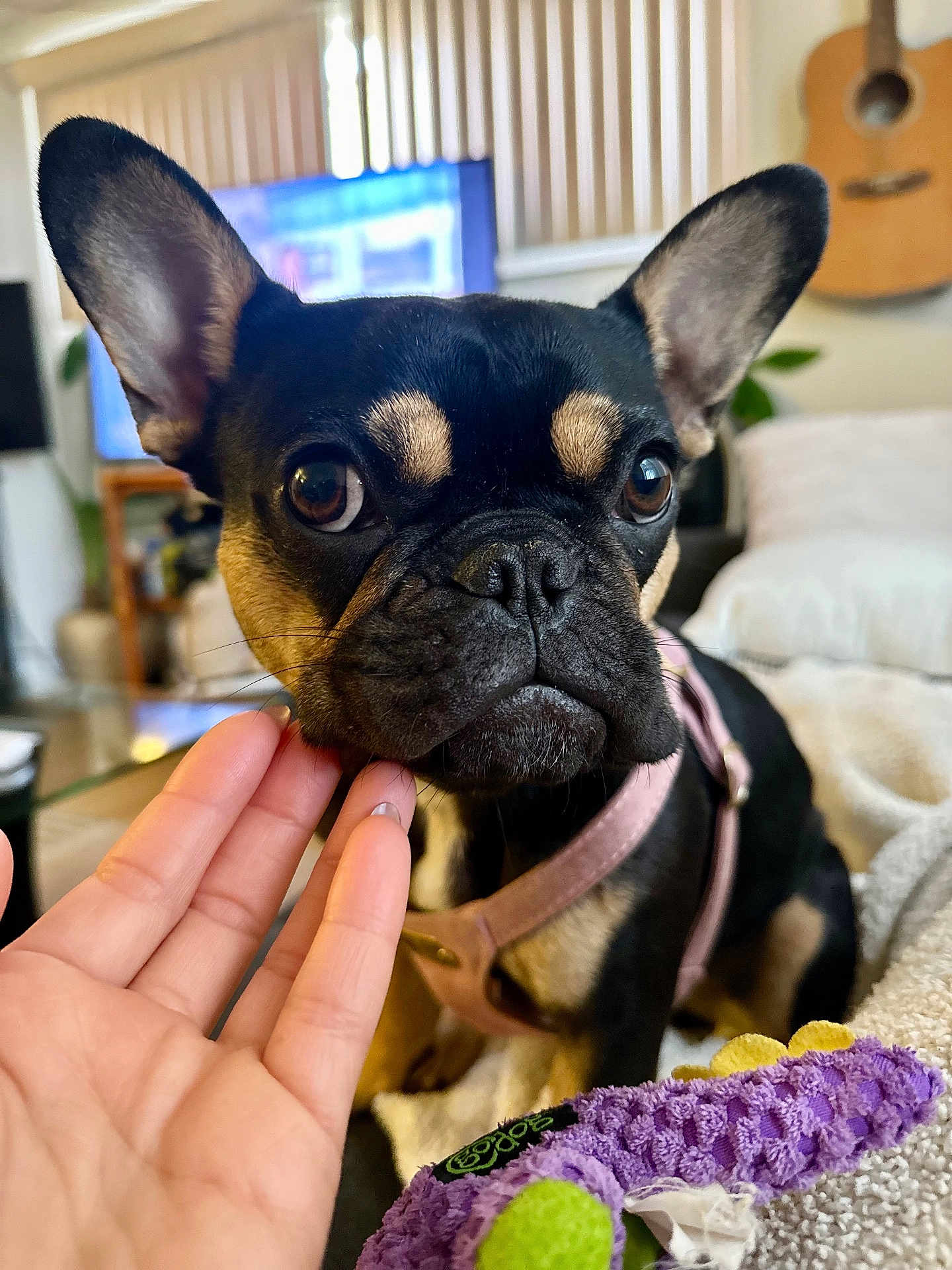 Lillian Maykel is registered to the contest to win money with this photo: dog, pet, indoor, close_up, black_and_tan, large_ears, pink_harness, hand, petting, toy, purple_toy, living_room, guitar, television, couch, blanket, curious, calm, cozy, furniture