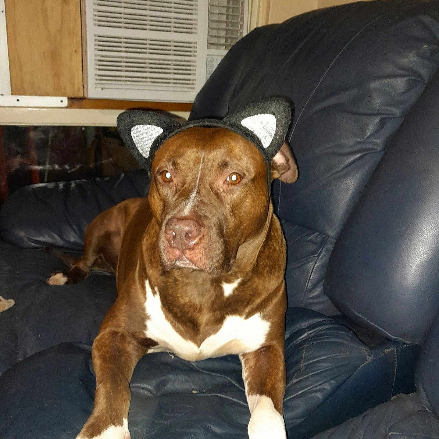 Louie