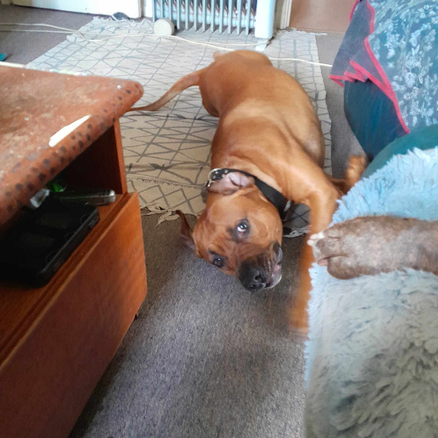 Aires joined the competition — help win amazing prizes! adult, animal, architecture, boxer, building, bulldog, canine, couch, dog, female, furniture, hound, indoors, livingroom, person, pet, plywood, puppy, woman, wood