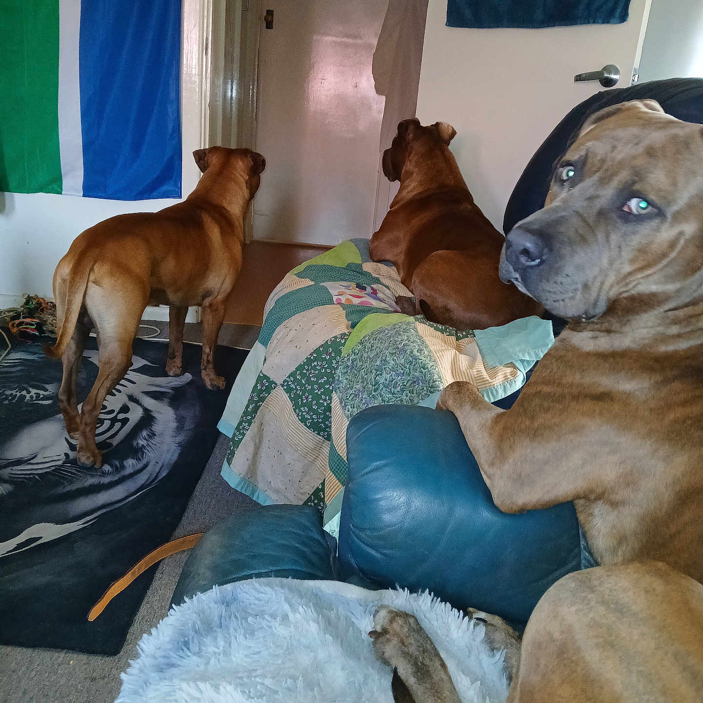 Gravey joined the competition — help win amazing prizes! animal, architecture, boxer, building, bulldog, canine, chair, couch, cushion, dog, furniture, homedecor, hound, indoors, labradorretriever, livingroom, pet, pointer, puppy, room