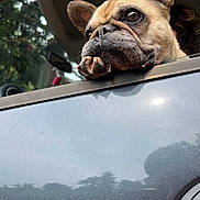 Jade participe au concours pour gagner de l'argent avec cette photo : dog, french_bulldog, car, window, paw, face, ears, wrinkles, outdoor, reflection, nature, animal, pet, close_up, daylight, expression, looking, resting, vehicle, canine