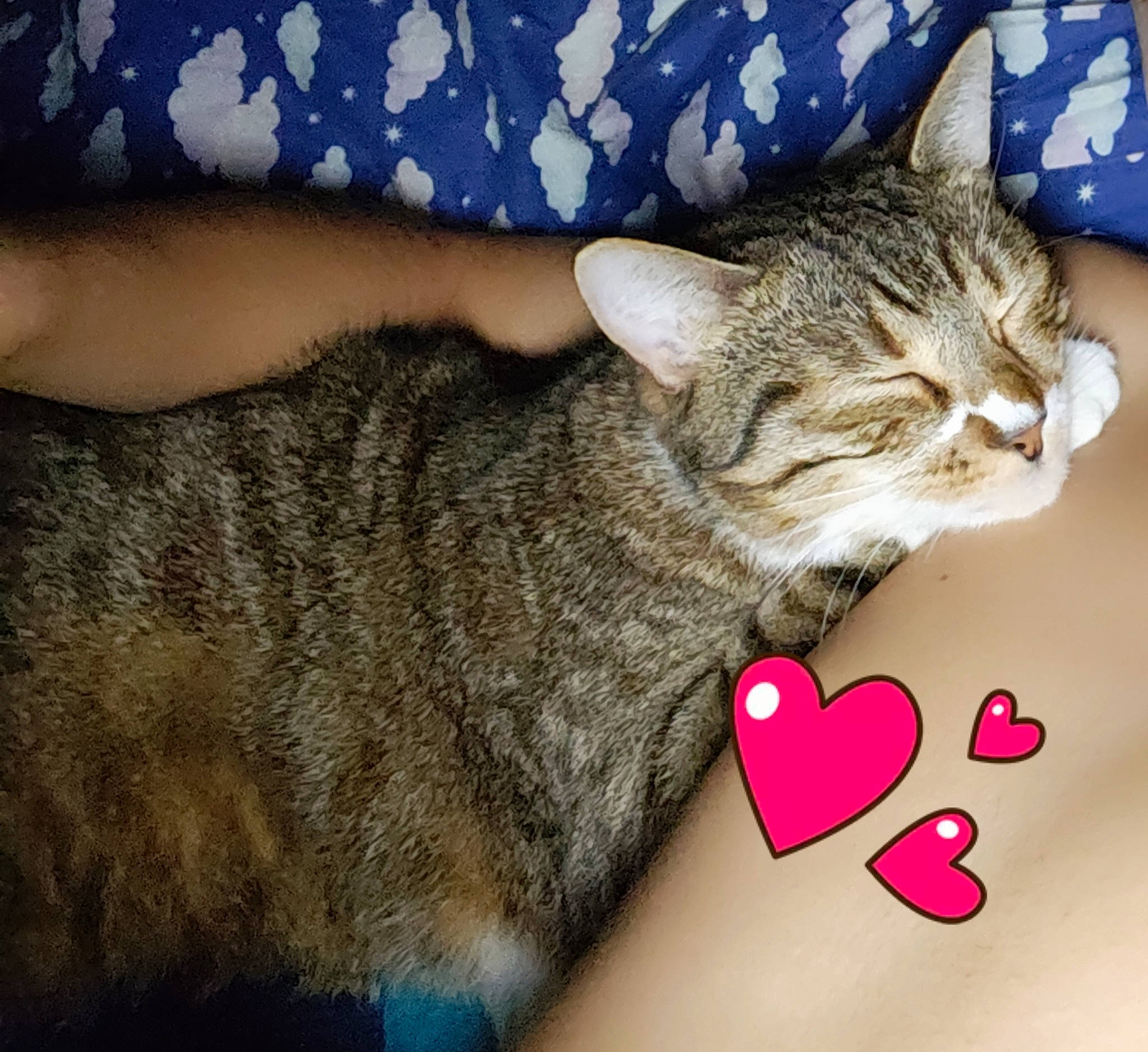 Max participe au concours pour gagner de l'argent avec cette photo : asian, australian_mist, california_spangled, carnivore, cat, domestic_short_haired_cat, dragon_li, ear, european_shorthair, felidae, hand, kitten, mammal, nap, paw, pixie_bob, small_to_medium_sized_cats, snout, tabby_cat, whiskers