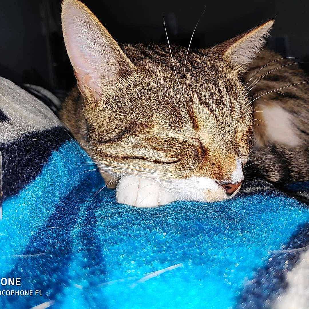 Max participe au concours pour gagner de l'argent avec cette photo : aegean_cat, asian, california_spangled, carnivore, cat, chausie, domestic_short_haired_cat, dragon_li, european_shorthair, felidae, kitten, mammal, nap, nose, pixie_bob, sky, small_to_medium_sized_cats, snout, tabby_cat, whiskers