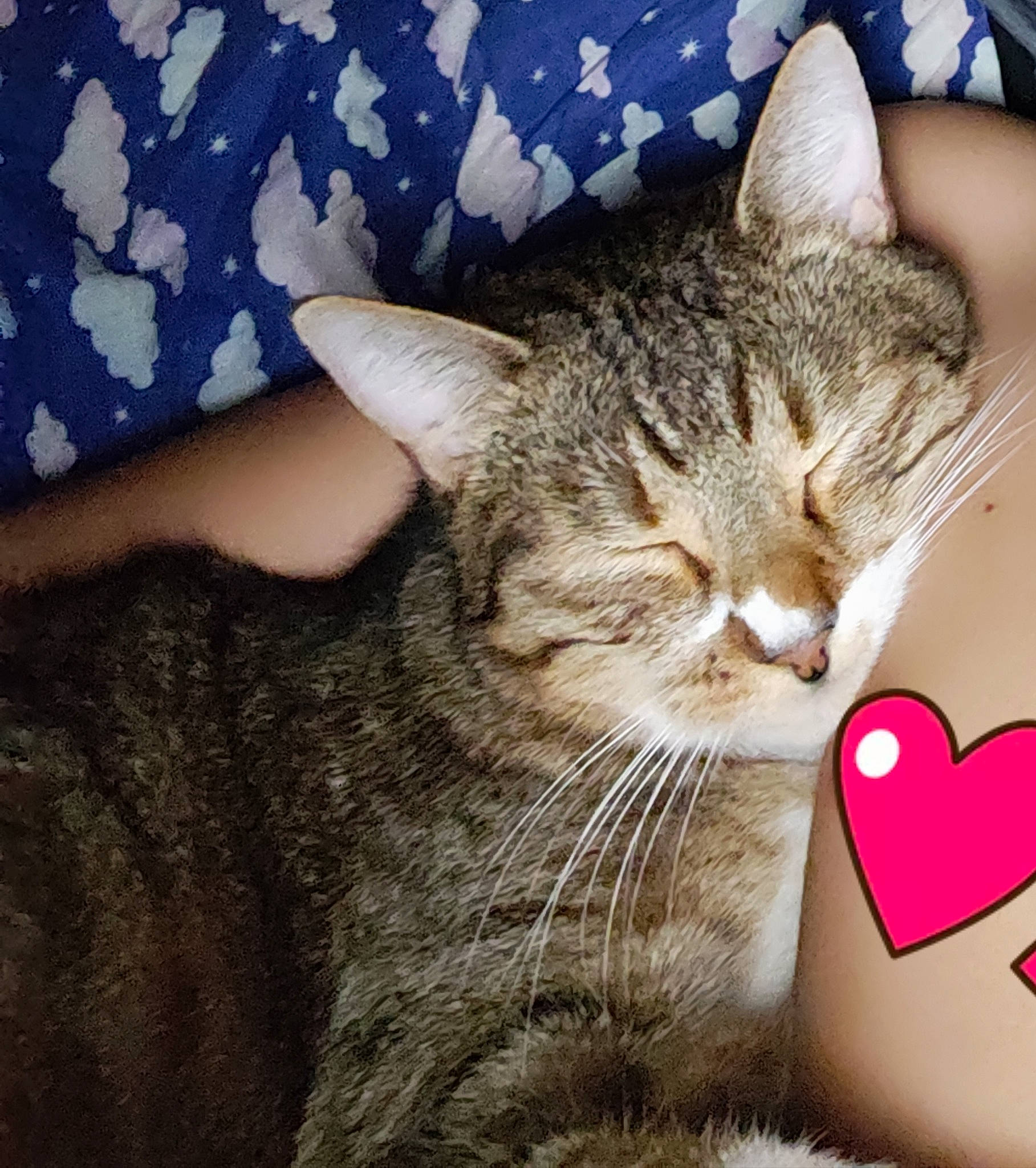 Max participe au concours pour gagner de l'argent avec cette photo : aegean_cat, american_wirehair, asian, california_spangled, carnivore, cat, domestic_short_haired_cat, dragon_li, ear, european_shorthair, felidae, fur, kitten, leg, mammal, nap, nose, small_to_medium_sized_cats, tabby_cat, whiskers