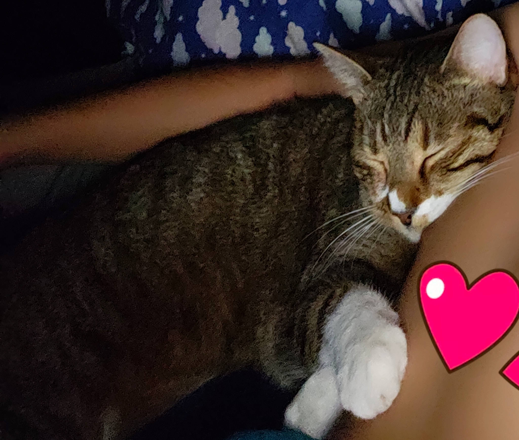 Max a rejoint le concours — aidez-le/la à gagner de superbes lots ! american_wirehair, asian, california_spangled, carnivore, cat, domestic_short_haired_cat, dragon_li, european_shorthair, eye, felidae, leg, mammal, nap, organ, paw, skin, small_to_medium_sized_cats, snout, tabby_cat, whiskers