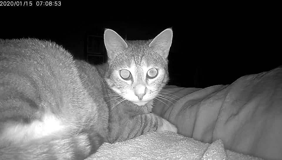 Max participe au concours pour gagner de l'argent avec cette photo : american_wirehair, asian, black_and_white, burmilla, carnivore, cat, domestic_short_haired_cat, european_shorthair, eye, felidae, german_rex, kitten, mammal, monochrome, ojos_azules, singapura, small_to_medium_sized_cats, snout, vertebrate, whiskers