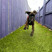 Beasley joined the competition — help win amazing prizes! dog, puppy, running, playful, brindle, grass, artificial_turf, fence, purple_fence, outdoor, animal, pet, ears_flapping, tongue_out, joyful, narrow_path, leaves, daylight, motion, energetic