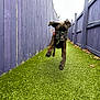 dog, puppy, running, playful, brindle, grass, artificial_turf, fence, purple_fence, outdoor, animal, pet, ears_flapping, tongue_out, joyful, narrow_path, leaves, daylight, motion, energetic