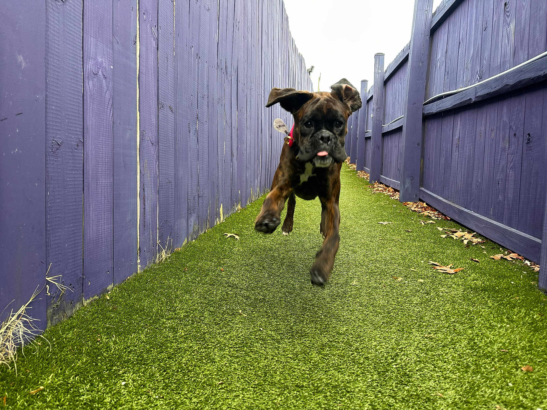 Beasley joined the competition — help win amazing prizes! dog, puppy, running, playful, brindle, grass, artificial_turf, fence, purple_fence, outdoor, animal, pet, ears_flapping, tongue_out, joyful, narrow_path, leaves, daylight, motion, energetic