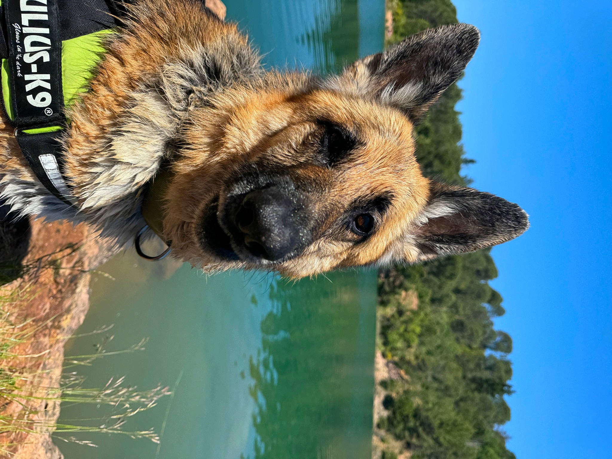 Kiwak a rejoint le concours — aidez-le/la à gagner de superbes lots ! biting, canidae, carnivore, dog_breed, eye, fawn, fur, head, nature, plant, sky, snout, terrestrial_animal, terrestrial_plant, tree, trunk, whiskers, wildlife