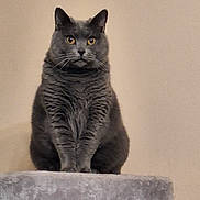 Cacahuète participe au concours pour gagner de l'argent avec cette photo : calm, cat, cat_tree, feline, fur, grey_cat, hand_reaching, home, indoor, looking_at_camera, neutral_background, paws, pet, plush_perch, portrait, sitting, soft_texture, vertical_photo, whiskers, yellow_eyes