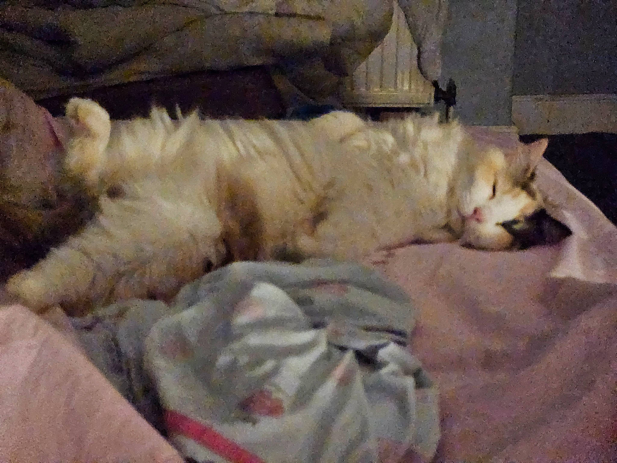 Lola joined the competition — help win amazing prizes! bed, bedding, canidae, carnivore, comfort, companion_dog, dog_breed, duvet, fawn, felidae, fur, linens, nap, paw, small_to_medium_sized_cats, snout, sporting_group, tail, terrestrial_animal, whiskers