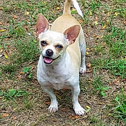 Nova is registered to the contest to win money with this photo: dog, small_dog, tan, white, ears, happy, smiling, grass, outdoor, pet, animal, nature, tail, cute, friendly, playful, canine, fur, standing, daylight