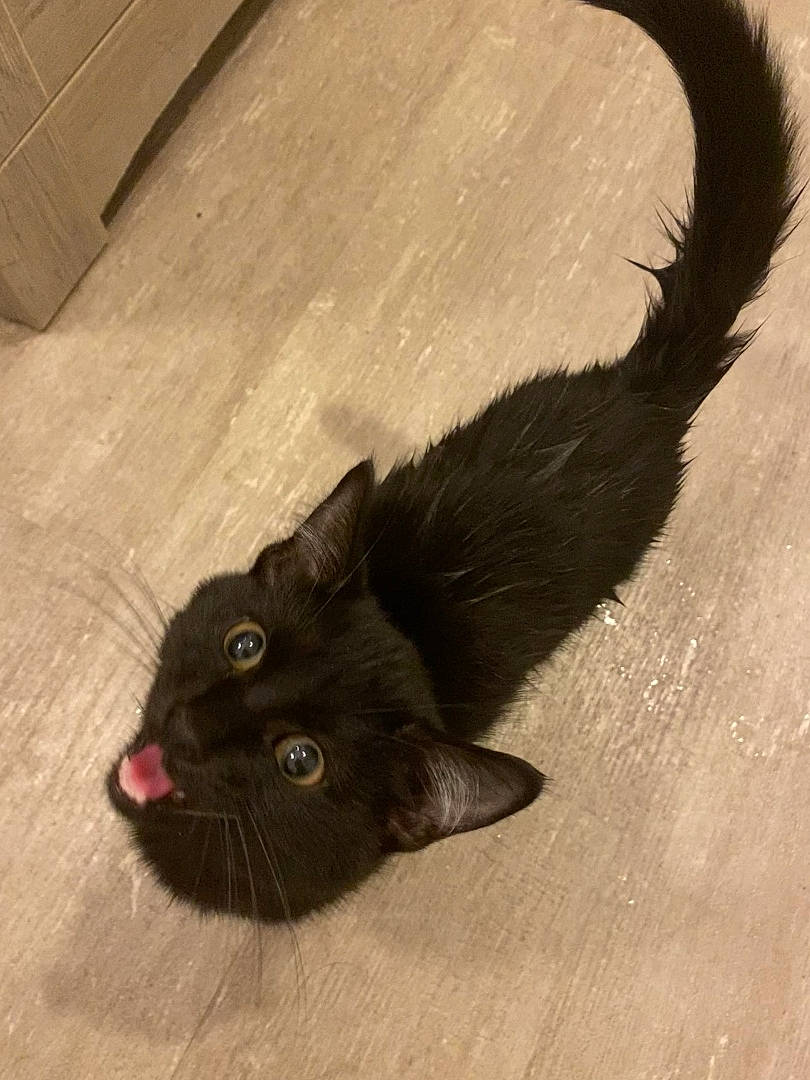 Dwight joined the competition — help win amazing prizes! black_cat, bombay, carnivore, cat, dog_breed, domestic_short_haired_cat, fawn, felidae, floor, flooring, fur, gesture, hardwood, paw, small_to_medium_sized_cats, snout, tail, whiskers, wood, wood_stain