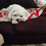 Ulyss a rejoint le concours — aidez-le/la à gagner de superbes lots ! blanket, brown_couch, couch, cozy, dog, domestic_animal, floor, fluffy, head_on_paws, indoor, laying_down, living_room, patterned_blanket, pet, pillow, relaxed, resting, sleepy, tile_floor, white_dog