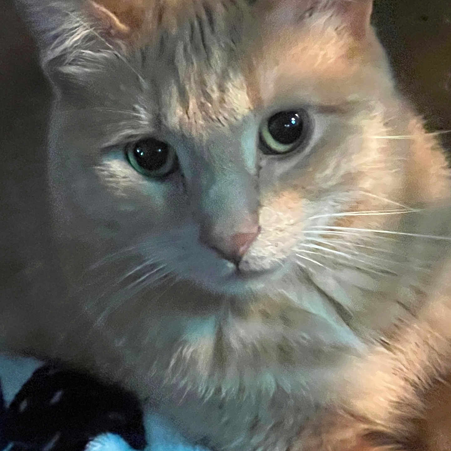 Diesel Butterscotch joined the competition — help win amazing prizes! abyssinian, angora, animal, blanket, brasssection, cat, citrusfruit, face, food, head, horn, kitten, manx, musicalinstrument, person, pet, photography, portrait, siamese, snout