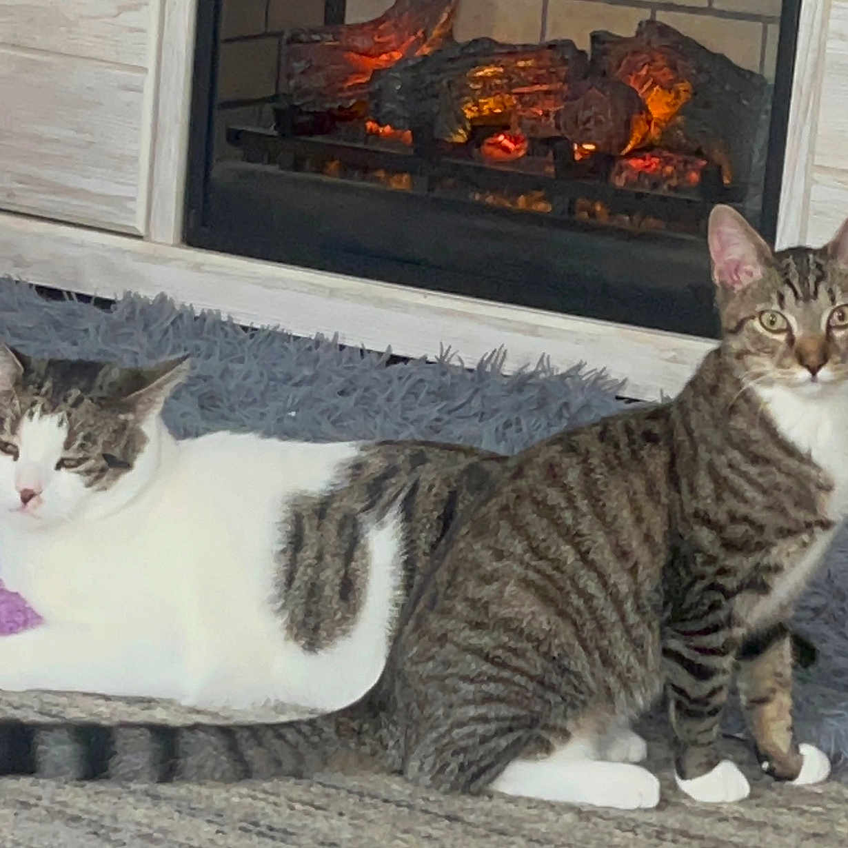 Pete The Cat joined the competition — help win amazing prizes! abyssinian, animal, architecture, building, cat, couch, fire, fireplace, furniture, hearth, homedecor, indoors, interiordesign, kitten, livingroom, manx, pet, rock, room, table