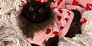 Scarlet is registered to the contest to win money with this photo: cat, kitten, black_cat, sweater, hearts, bed, blanket, bedding, cozy, fluffy, fur, wide_eyes, whiskers, pet, indoor, portrait, looking_up, cute, pink, home