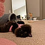 kitten, cat, black_cat, pink_sweater, pet, fluffy, carpet, indoor, lying_down, mirror, cat_tunnel, toy, playful, wide_eyes, paws, floor, cozy, bedroom, reflection, portrait