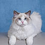 Whiskey is registered to the contest to win money with this photo: cat, ragdoll, blue_eyes, fluffy, white_fur, pink_nose, whiskers, ears, portrait, pet, animal, studio_shot, blue_background, closeup, front_paws, sitting, indoor, gaze, cute, furry