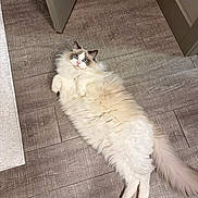 Whiskey joined the competition — help win amazing prizes! cat, ragdoll_cat, blue_eyes, long_hair, fluffy, white_fur, cream_fur, tail, paws, whiskers, indoor, hardwood_floor, lying_on_back, relaxed, pet, looking_at_camera, curious, playful, home_interior, bathroom_rug
