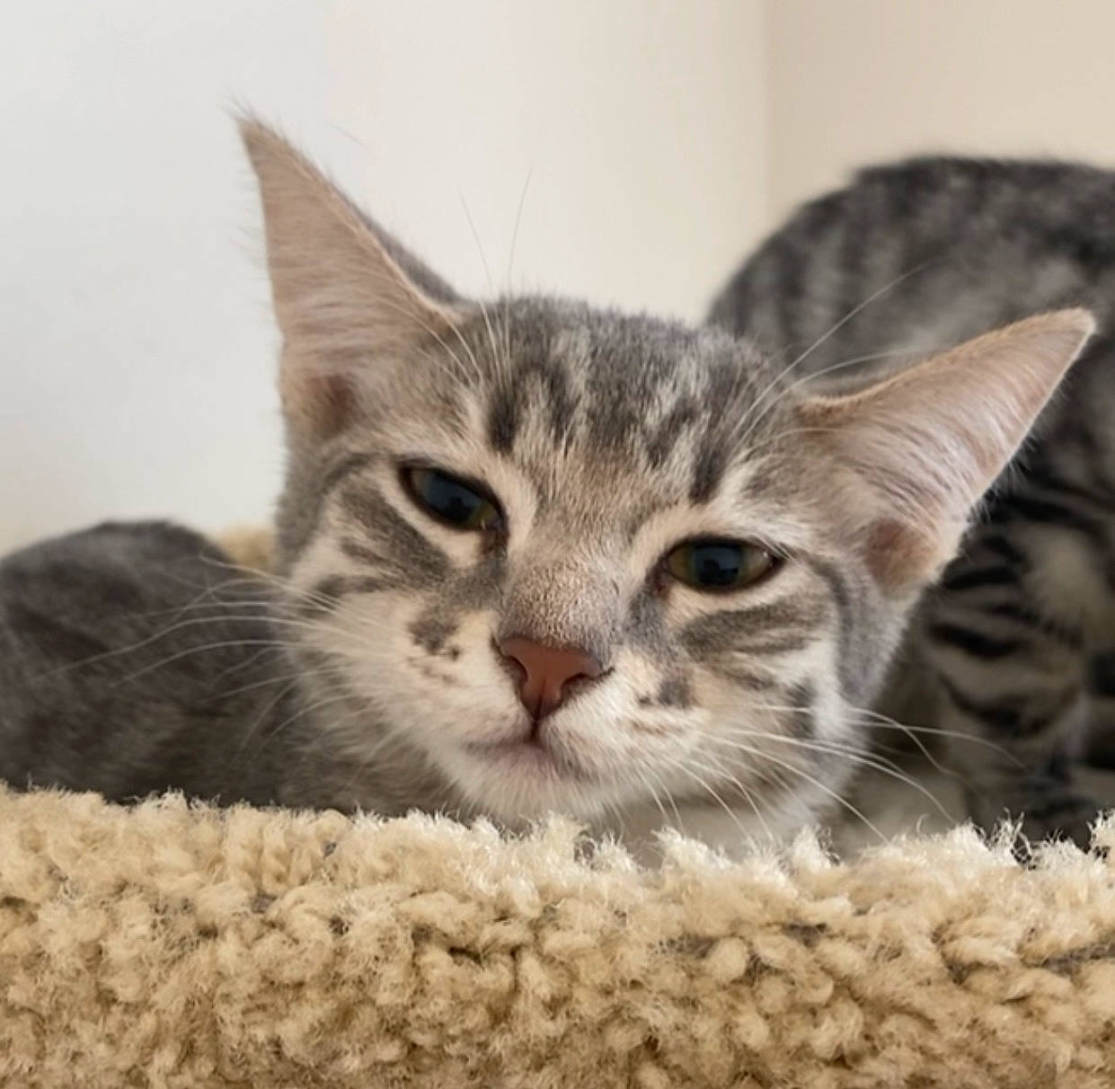 Asoka is registered to the contest to win money with this photo: carnivore, cat, claw, comfort, domestic_short_haired_cat, ear, felidae, fur, paw, small_to_medium_sized_cats, snout, whiskers