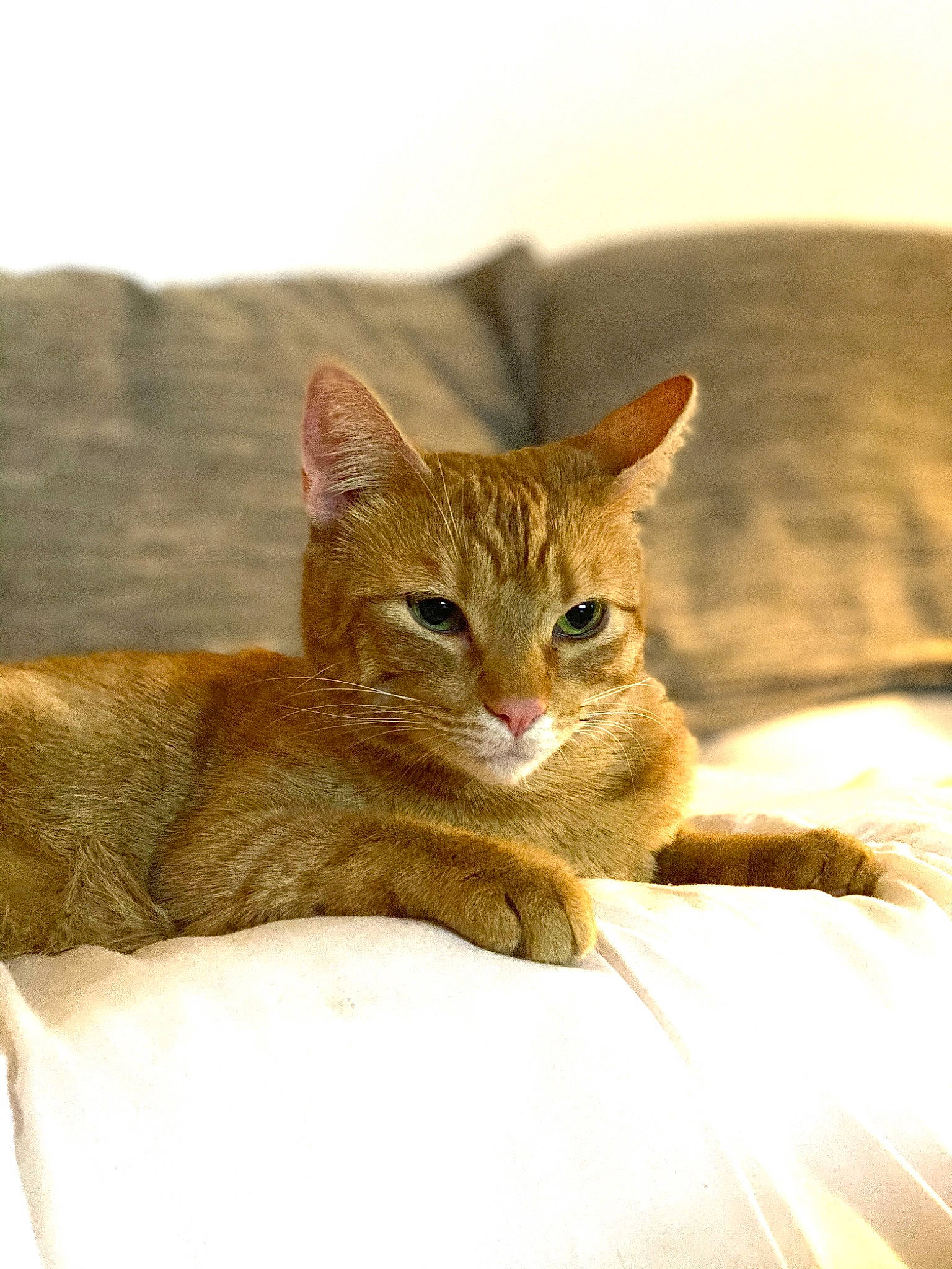 Sunny joined the competition — help win amazing prizes! carnivore, cat, claw, comfort, domestic_short_haired_cat, eye, fawn, felidae, fur, head, human_body, paw, sitting, small_to_medium_sized_cats, snout, tail, terrestrial_animal, whiskers, wildlife, wood