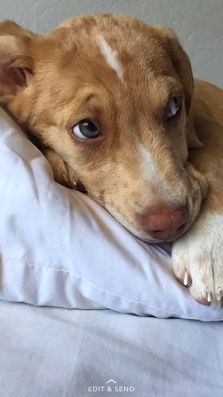 Stella joined the competition — help win amazing prizes! canidae, carnivore, comfort, companion_dog, dog, dog_breed, ear, fawn, fur, hunting_dog, liver, puppy, snout, sporting_group, street_dog, terrestrial_animal, whiskers, working_animal