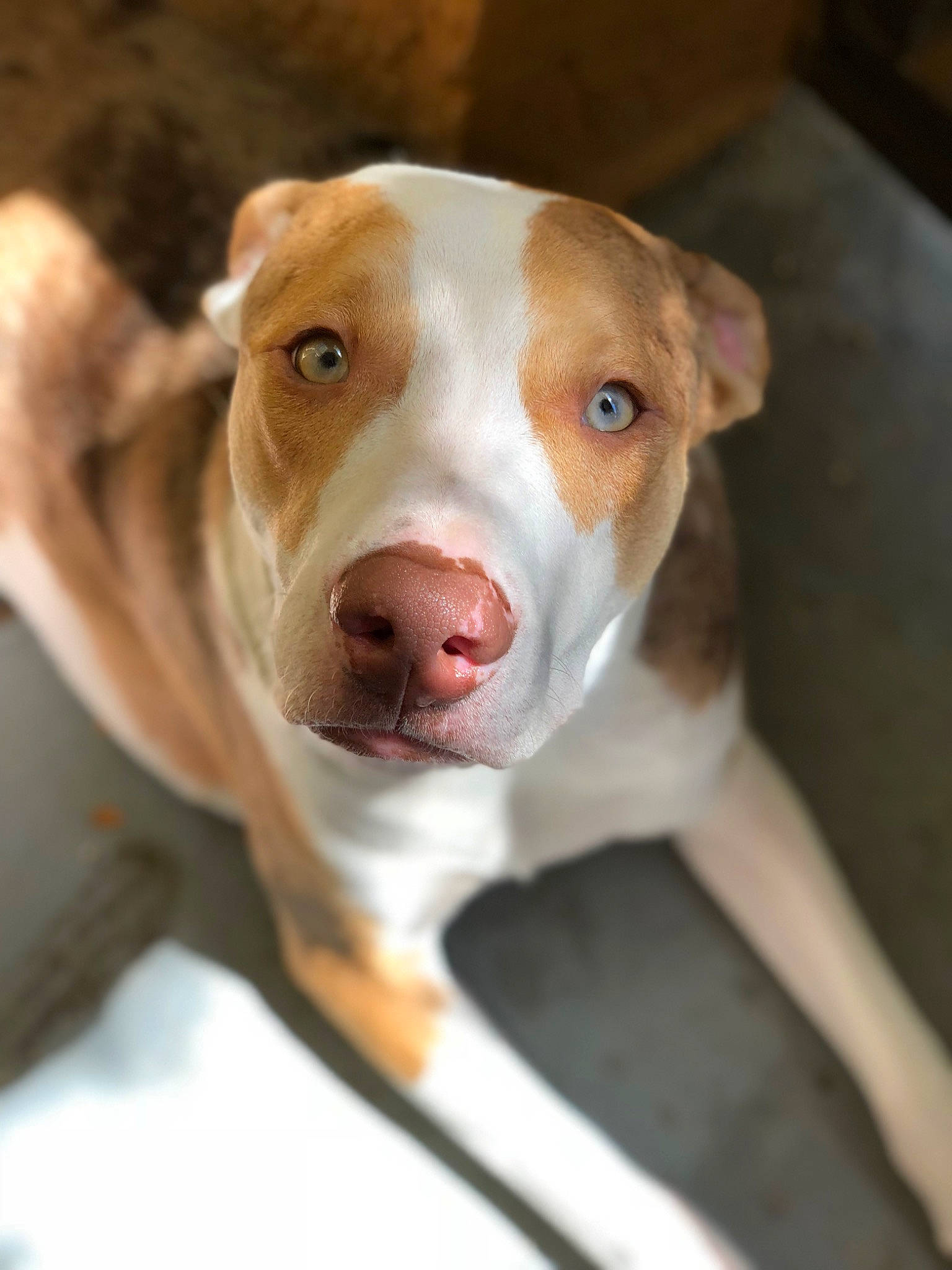 Bowie joined the competition — help win amazing prizes! canidae, carnivore, collar, companion_dog, dog, dog_breed, dog_collar, ear, fawn, fur, hunting_dog, liver, non_sporting_group, pet_supply, snout, sporting_group, street_dog, whiskers, working_animal, working_dog