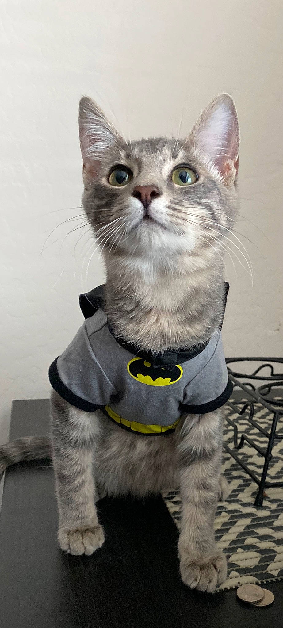 Owbie is registered to the contest to win money with this photo: carnivore, cat, collar, domestic_short_haired_cat, door, fashion_accessory, felidae, fur, glasses, leash, paw, pet_supply, photo_caption, small_to_medium_sized_cats, snout, tail, whiskers