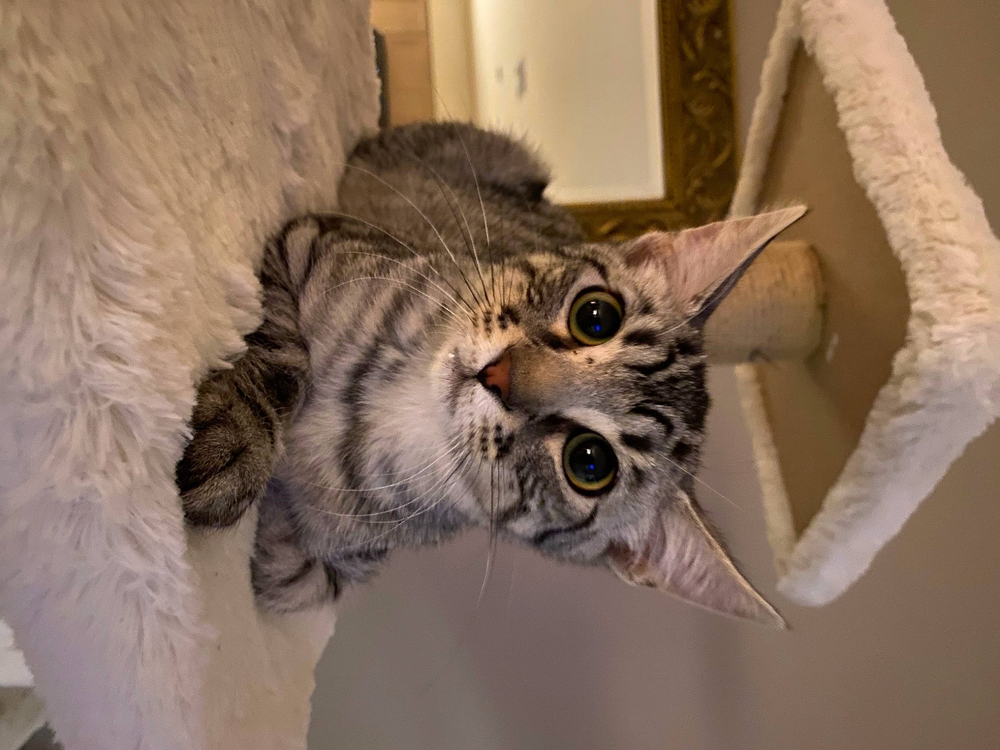 Anakin joined the competition — help win amazing prizes! carnivore, cat, claw, comfort, domestic_short_haired_cat, felidae, fur, small_to_medium_sized_cats, snout, terrestrial_animal, whiskers