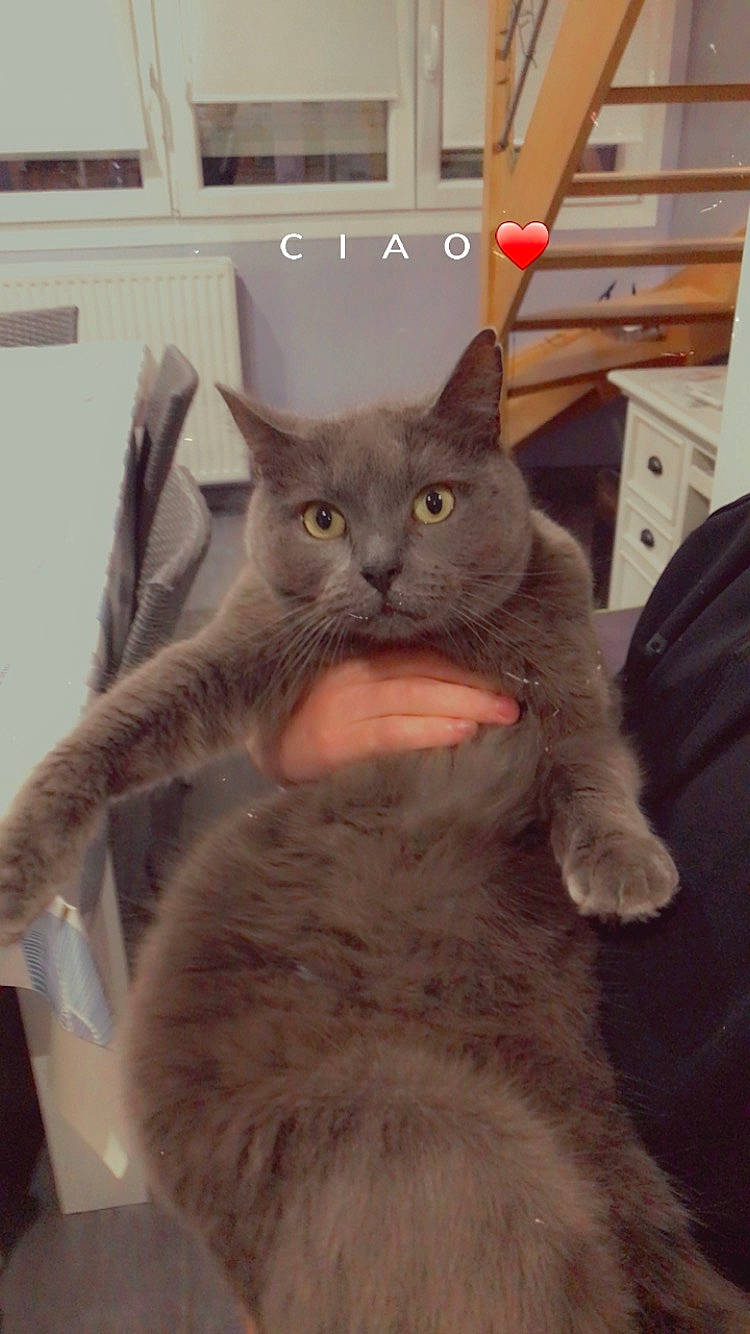 Nahla participe au concours pour gagner de l'argent avec cette photo : black_cat, cabinetry, carnivore, cat, chest_of_drawers, claw, comfort, domestic_short_haired_cat, ear, eye, fawn, felidae, fur, gesture, grey, russian_blue, small_to_medium_sized_cats, snout, tail, whiskers