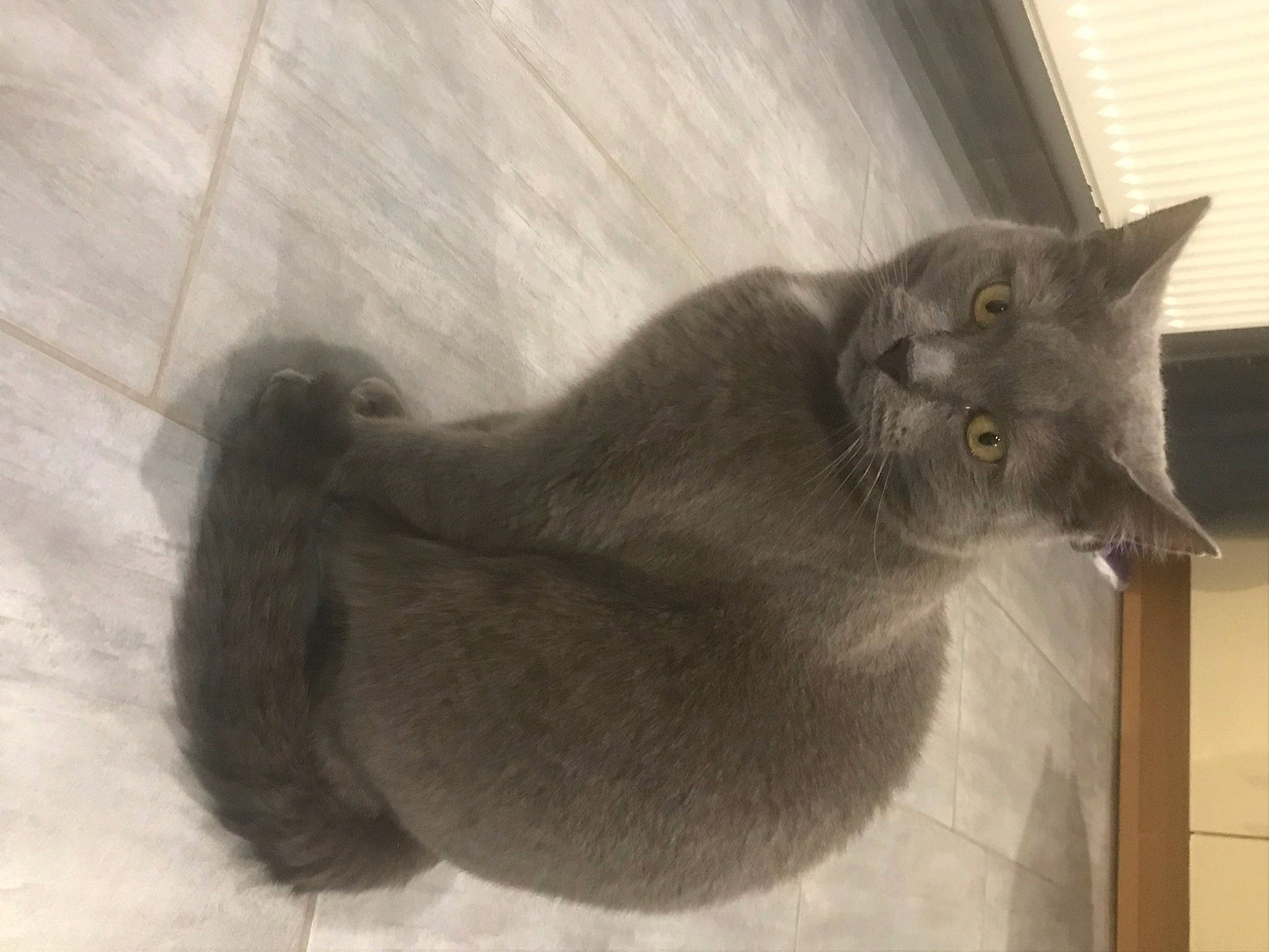 Nahla a rejoint le concours — aidez-le/la à gagner de superbes lots ! carnivore, cat, domestic_short_haired_cat, felidae, fur, grey, russian_blue, small_to_medium_sized_cats, snout, tail, terrestrial_animal, whiskers, window, wood