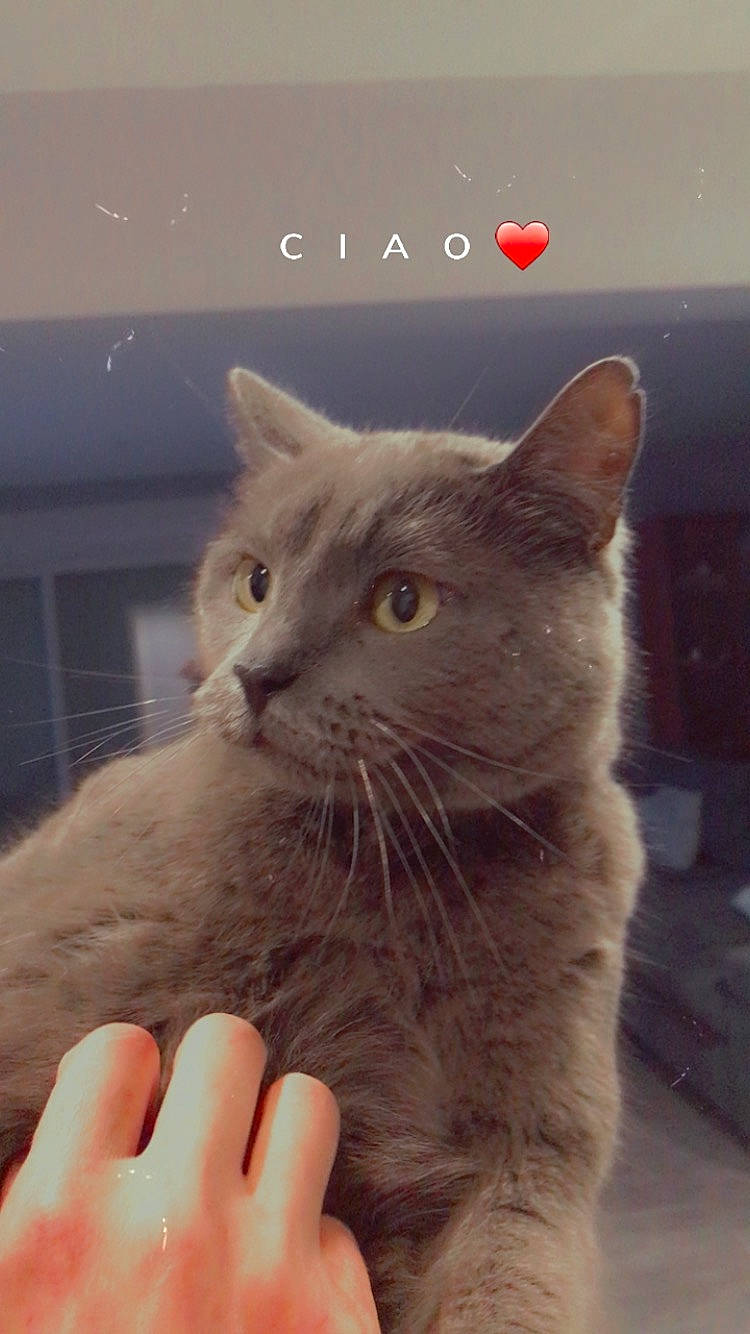 Nahla participe au concours pour gagner de l'argent avec cette photo : carnivore, cat, claw, domestic_short_haired_cat, fawn, felidae, fur, gesture, logo, nail, paw, small_to_medium_sized_cats, snout, tail, terrestrial_animal, whiskers