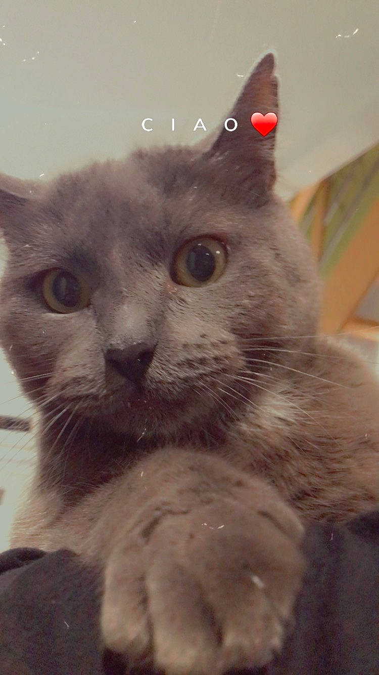 Nahla participe au concours pour gagner de l'argent avec cette photo : carnivore, cat, domestic_short_haired_cat, ear, event, felidae, fur, iris, photo_caption, small_to_medium_sized_cats, snout, terrestrial_animal, whiskers, window