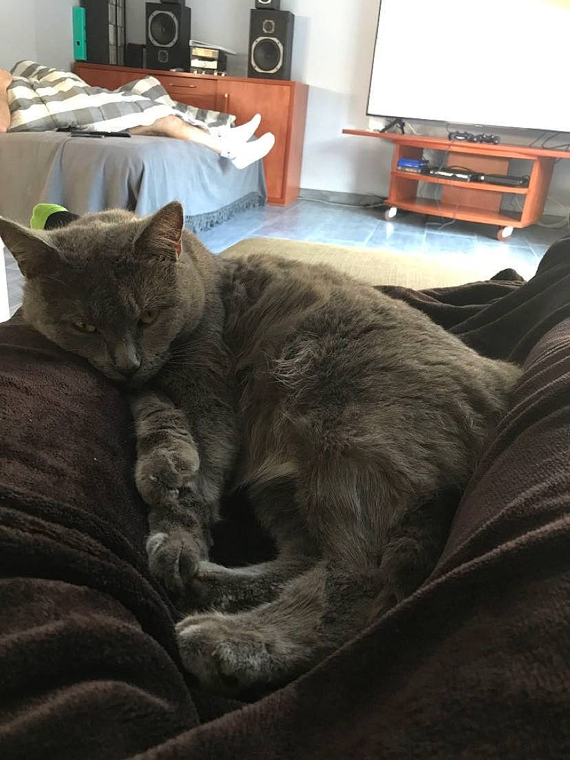 Nahla a rejoint le concours — aidez-le/la à gagner de superbes lots ! bed, cabinetry, carnivore, cat, comfort, couch, domestic_short_haired_cat, felidae, fur, furniture, grey, home_appliance, living_room, room, small_to_medium_sized_cats, table, tail, television, whiskers, white