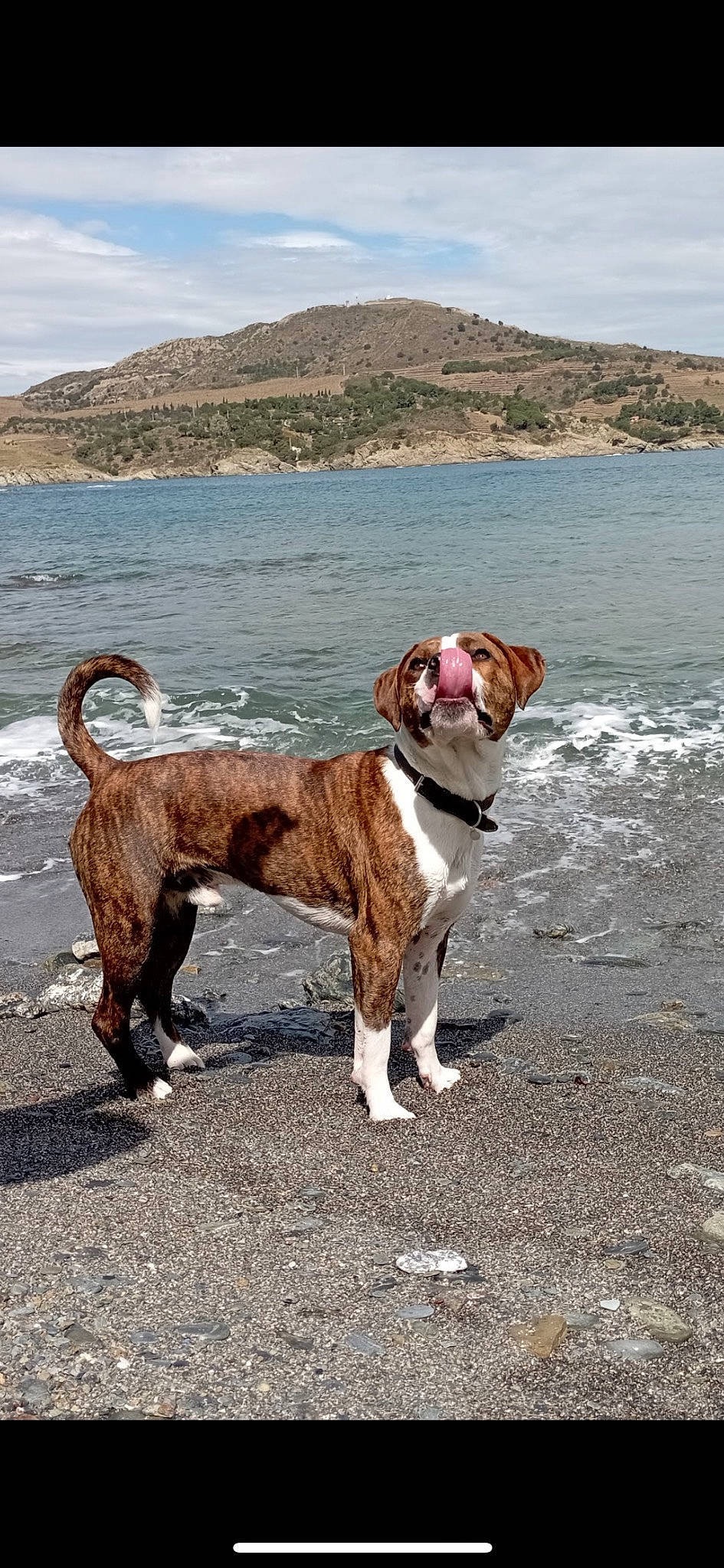 Pablo a rejoint le concours — aidez-le/la à gagner de superbes lots ! beach, canidae, carnivore, cloud, collar, companion_dog, dog, dog_breed, dog_collar, fawn, lake, leash, liver, mountain, sky, sporting_group, tail, walking, water, working_animal