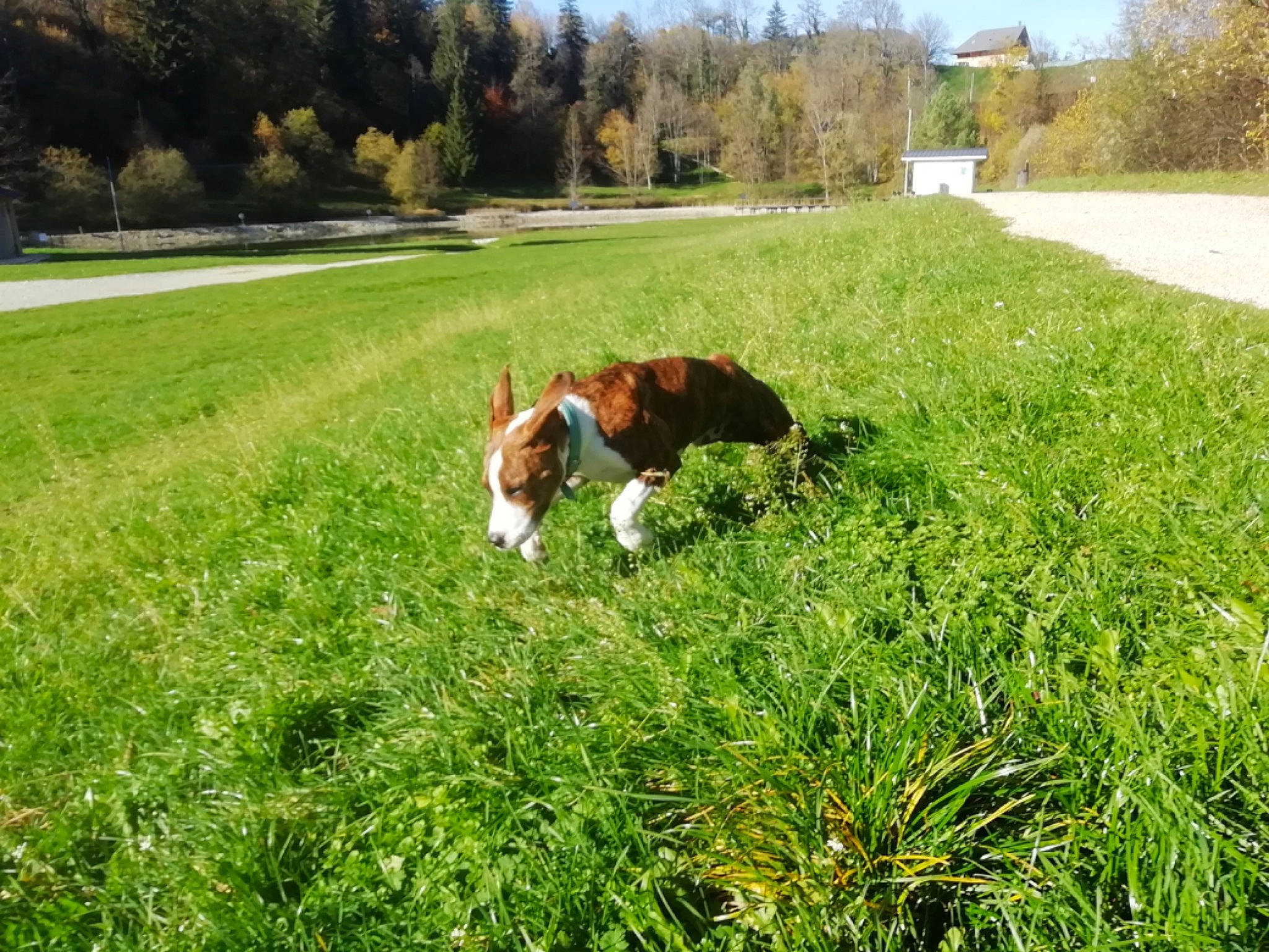 Pablo participe au concours pour gagner de l'argent avec cette photo : carnivore, companion_dog, dog_breed, fawn, grass, grass_family, grassland, grazing, groundcover, land_lot, landscape, lawn, meadow, natural_landscape, plant, prairie, shrub, sporting_group, tree, working_animal
