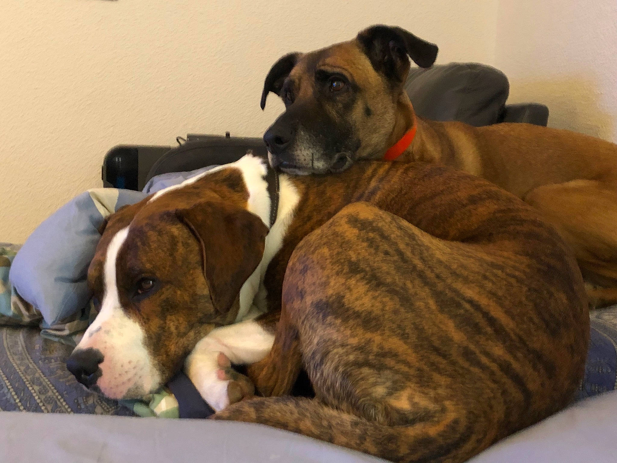 Pablo participe au concours pour gagner de l'argent avec cette photo : bored, canidae, carnivore, collar, comfort, companion_dog, dog, dog_breed, dog_supply, fawn, fur, hound, liver, pet_supply, scent_hound, snout, sporting_group, tail, whiskers, working_animal