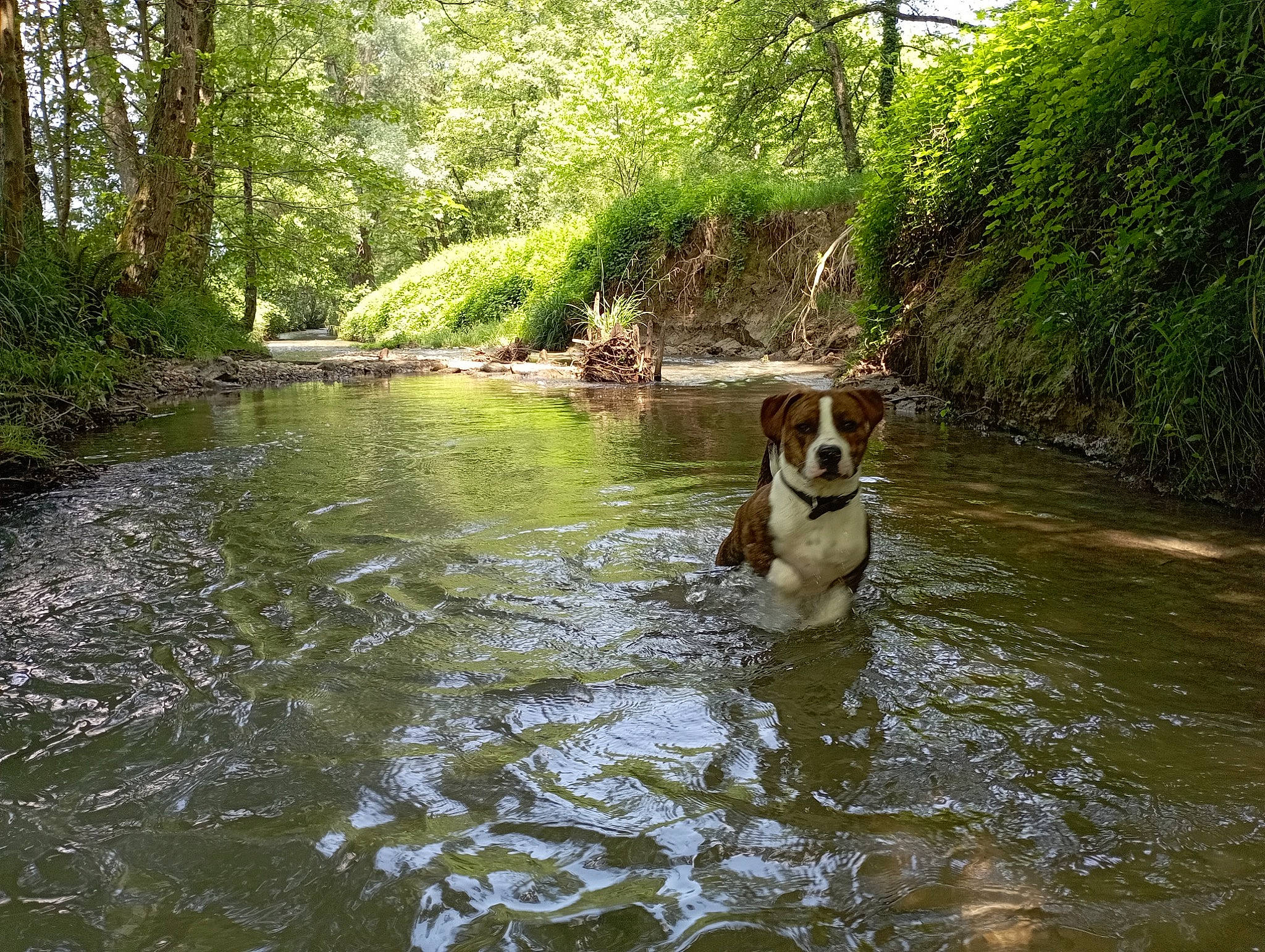 Pablo a rejoint le concours — aidez-le/la à gagner de superbes lots ! biome, boats_and_boating_equipment_and_supplies, carnivore, companion_dog, dog, dog_breed, fawn, fluvial_landforms_of_streams, forest, grass, landscape, leisure, plant, recreation, tree, vehicle, water, water_resources, watercraft, working_animal