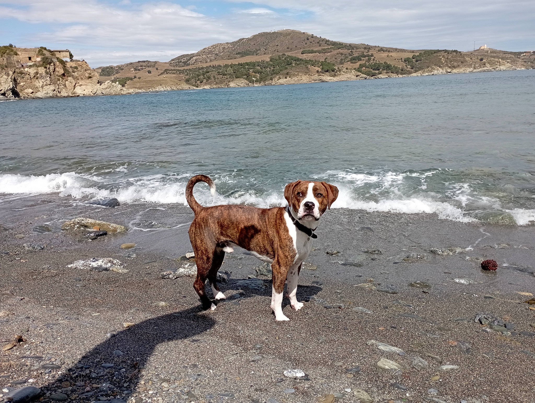 Pablo participe au concours pour gagner de l'argent avec cette photo : beach, canidae, carnivore, cloud, coast, coastal_and_oceanic_landforms, collar, dog, dog_breed, fawn, lake, landscape, mountain, sand, shore, sky, sporting_group, water, wind_wave, working_animal
