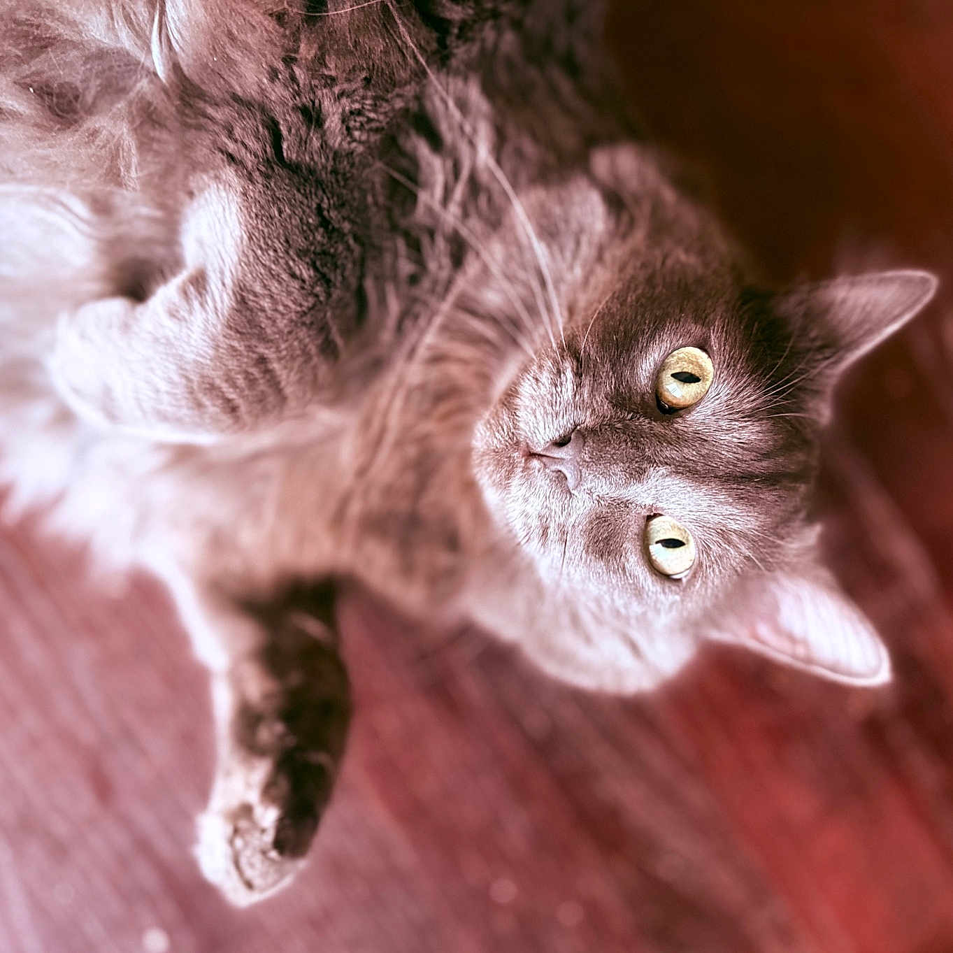 Ellie Belly joined the competition — help win amazing prizes! cat, fluffy, pet, animal, feline, wooden_floor, indoor, close_up, eyes, fur, whiskers, relaxed, cute, looking_up, domestic_animal, mammal, portrait, soft_light, texture, laying_down