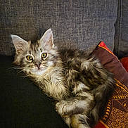Athena participe au concours pour gagner de l'argent avec cette photo : cat, kitten, fluffy, gray, tabby, couch, cushion, patterned_cushion, indoor, pet, fur, whiskers, ears, eyes, relaxed, laying, closeup, cozy, home, resting