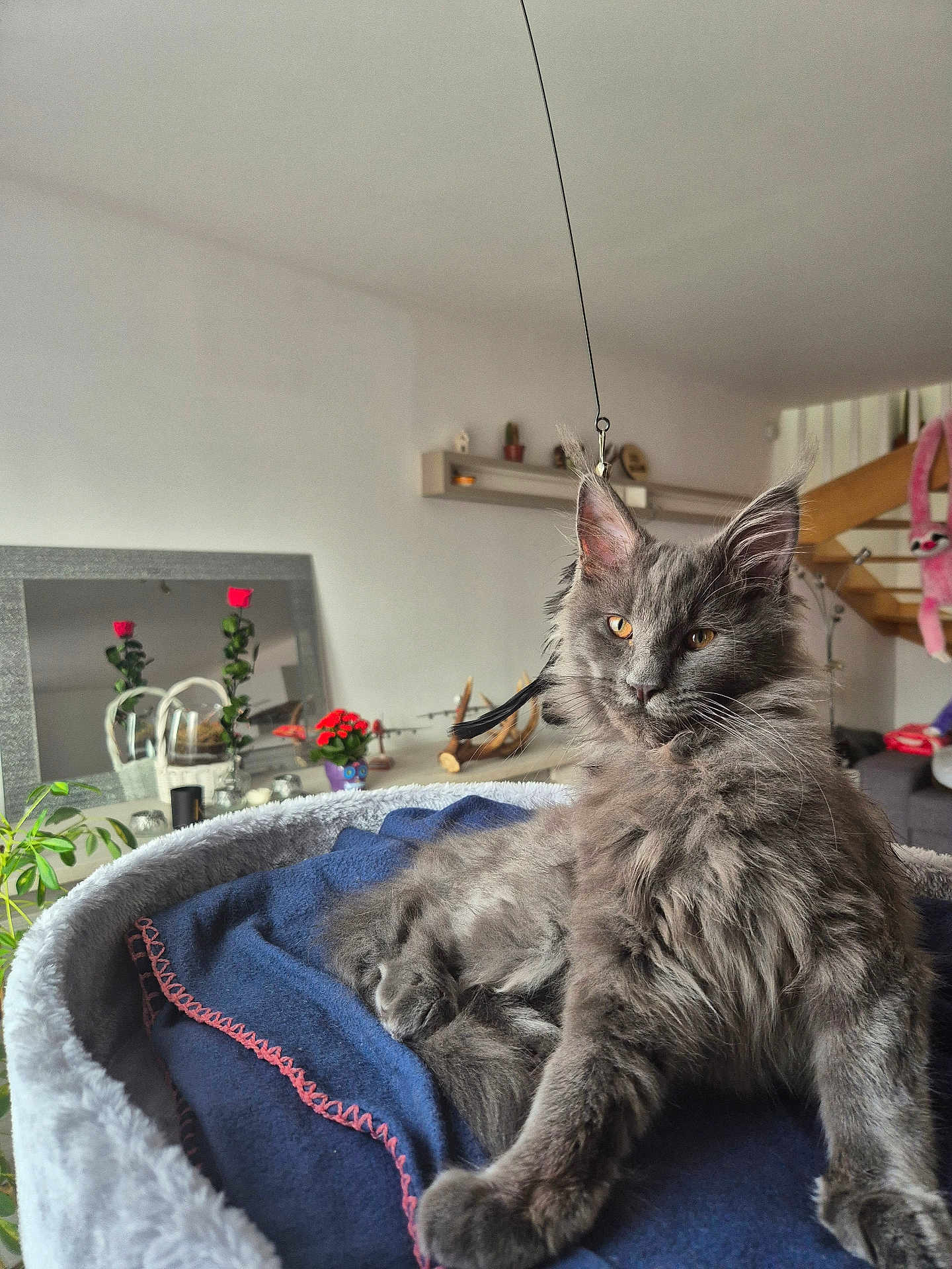 Arès participe au concours pour gagner de l'argent avec cette photo : cat, gray_cat, fluffy, pet, indoor, living_room, blanket, cat_bed, furniture, plant, mirror, shelf, staircase, stuffed_animal, relaxed, looking_at_camera, cozy, home, orange_eyes, domestic_animal